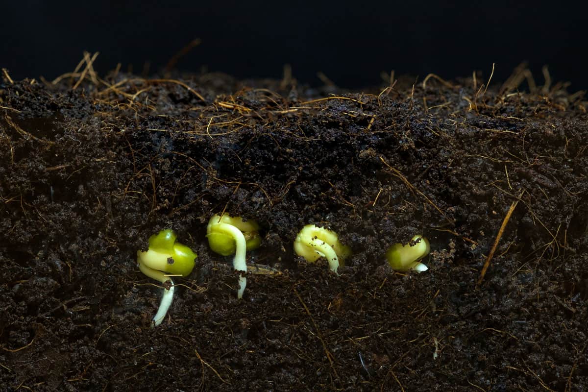 The beans are sprouting the roots up to moist soil