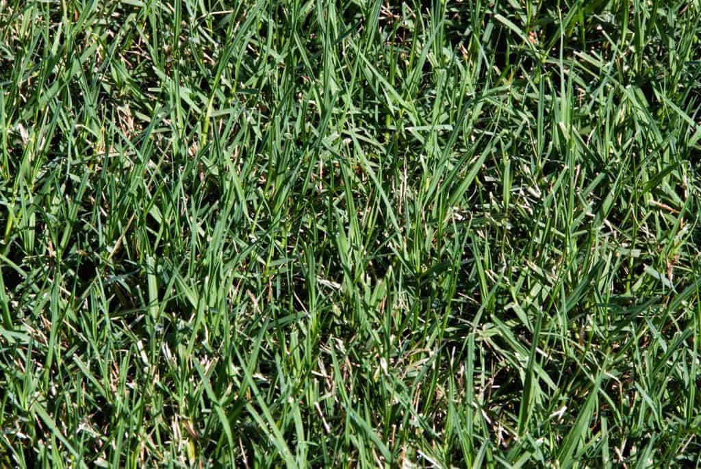Southern summer lawn with thick bermuda grass
