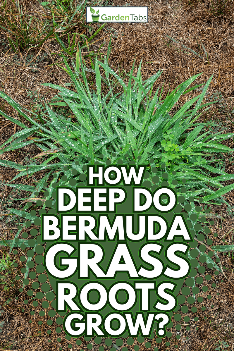 Unkempt garden yard with crab grass and clover weeds - How Deep Do Bermuda Grass Roots Grow