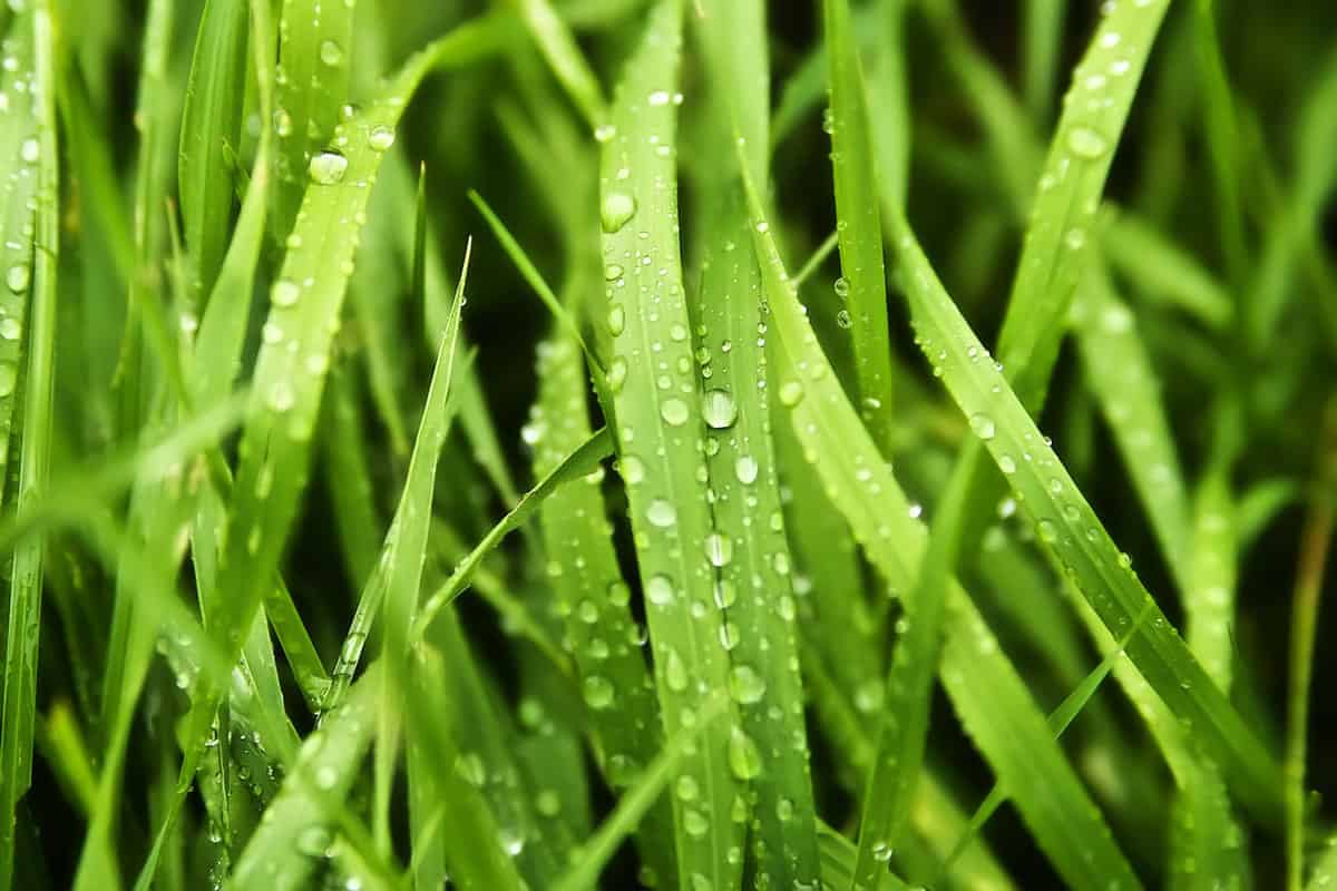 Wet grass photographed up close