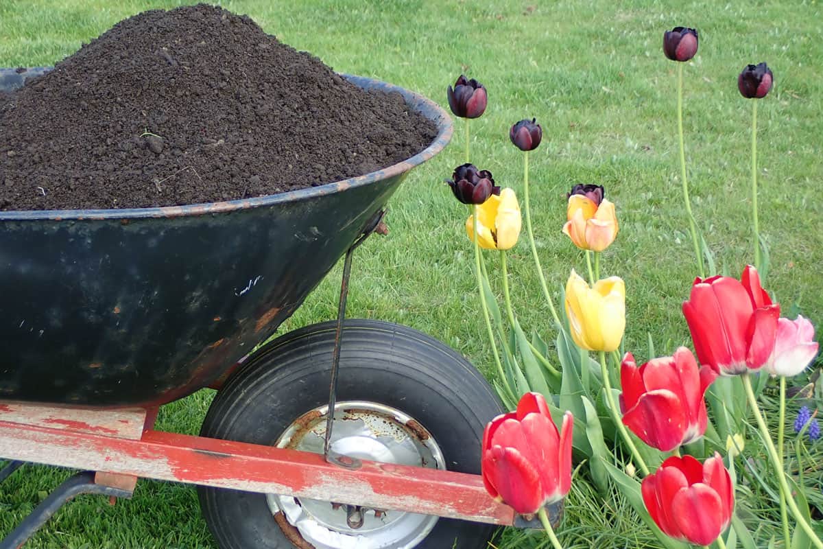 Wheel barrow filled with black composted soil