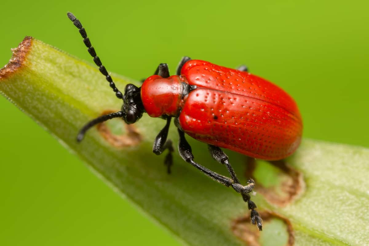 a scarlet lily beetle
