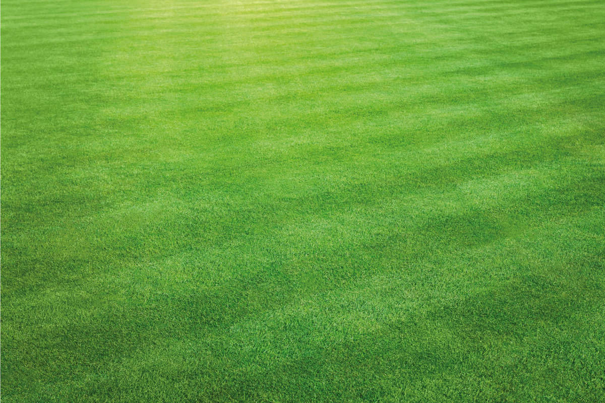 landscape view of a large patch of some freshly cut, healthy, green grass mowed in a checkerboard pattern.
