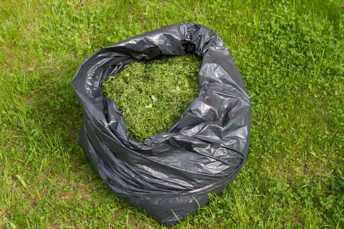 A black trashbag filled with grass clippings