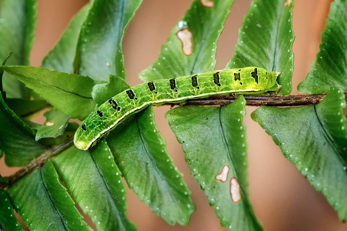 A caterpillar crawling on the fern