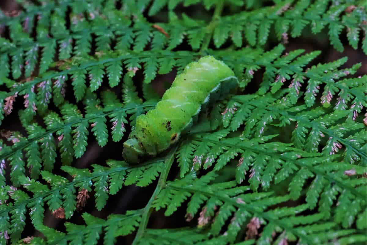 A caterpillar eating away leaf