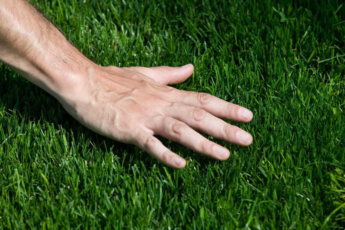 A hand touching fresh cut grass
