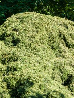 A huge pile of fresh grass clippings, Should You Bag Grass Clippings After Overseeding?