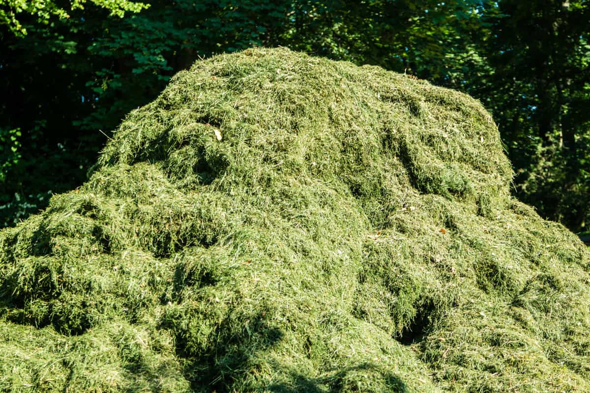 A huge pile of fresh grass clippings
