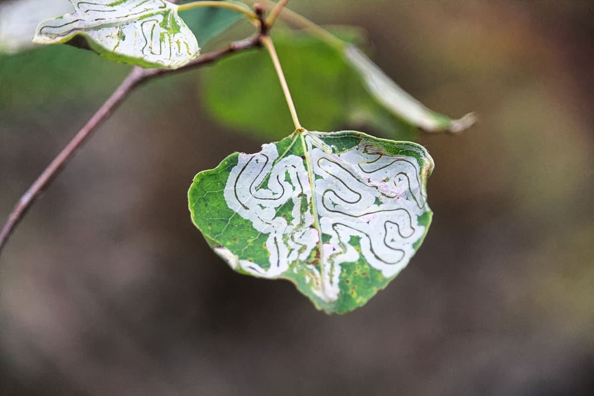 A small leaf infested with miners photographed up close