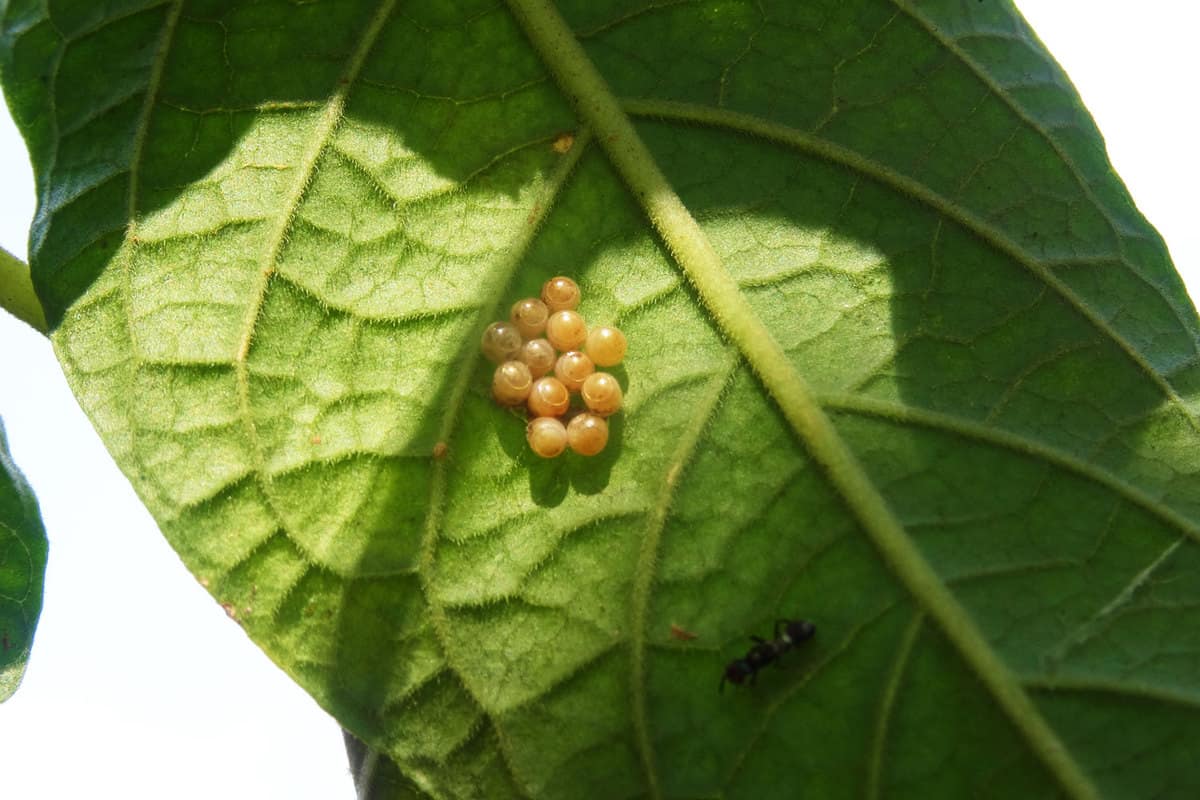 Caterpillar eggs on the leaf
