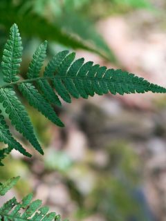 Detailed photo of a fern leaf, How To Get Rid Of Caterpillars On Ferns