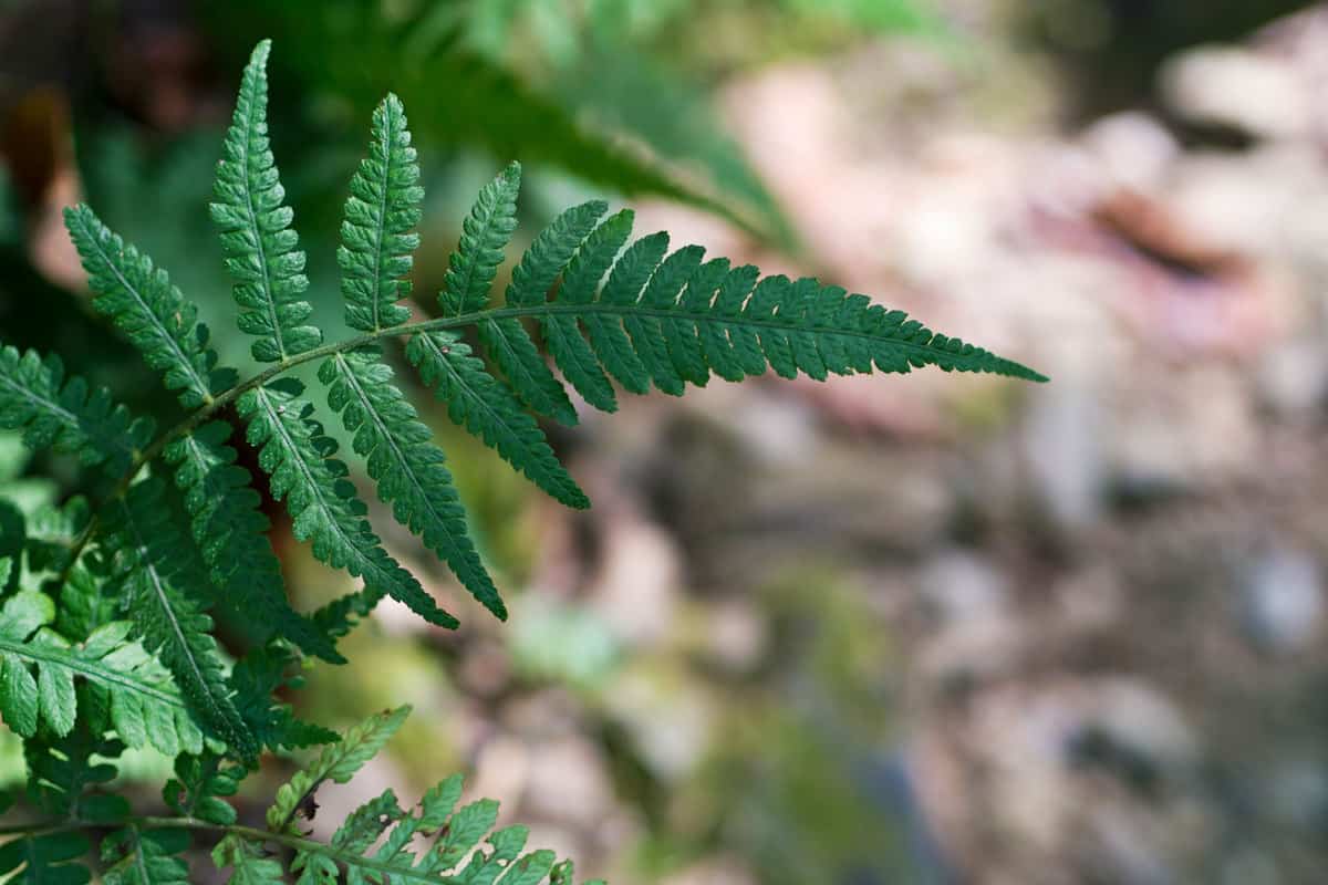 Detailed photo of a fern leaf