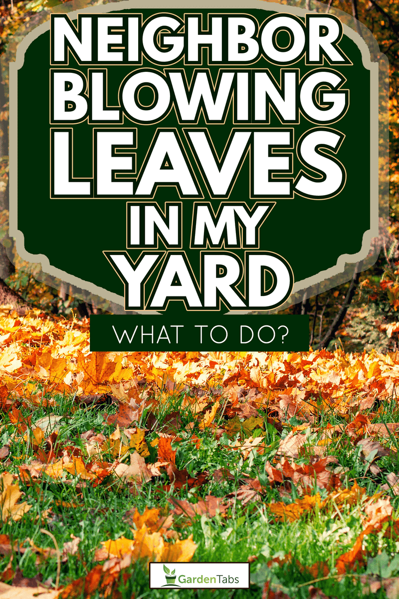 Fallen autumn leaves in the park - Neighbor Blowing Leaves In My Yard—What To Do