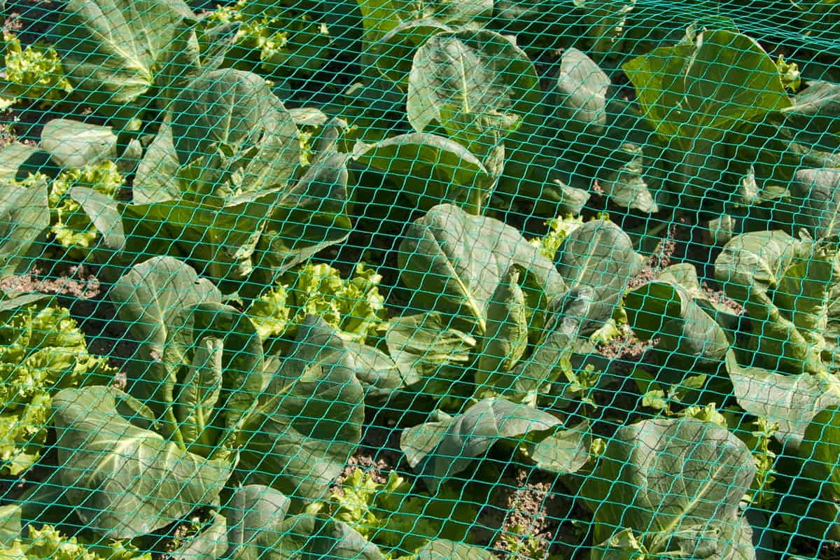 Healthy Cabbage with lawn netting installed
