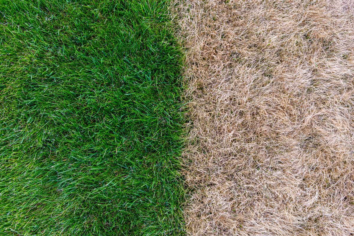 Healthy grass and dead withered grass comparison