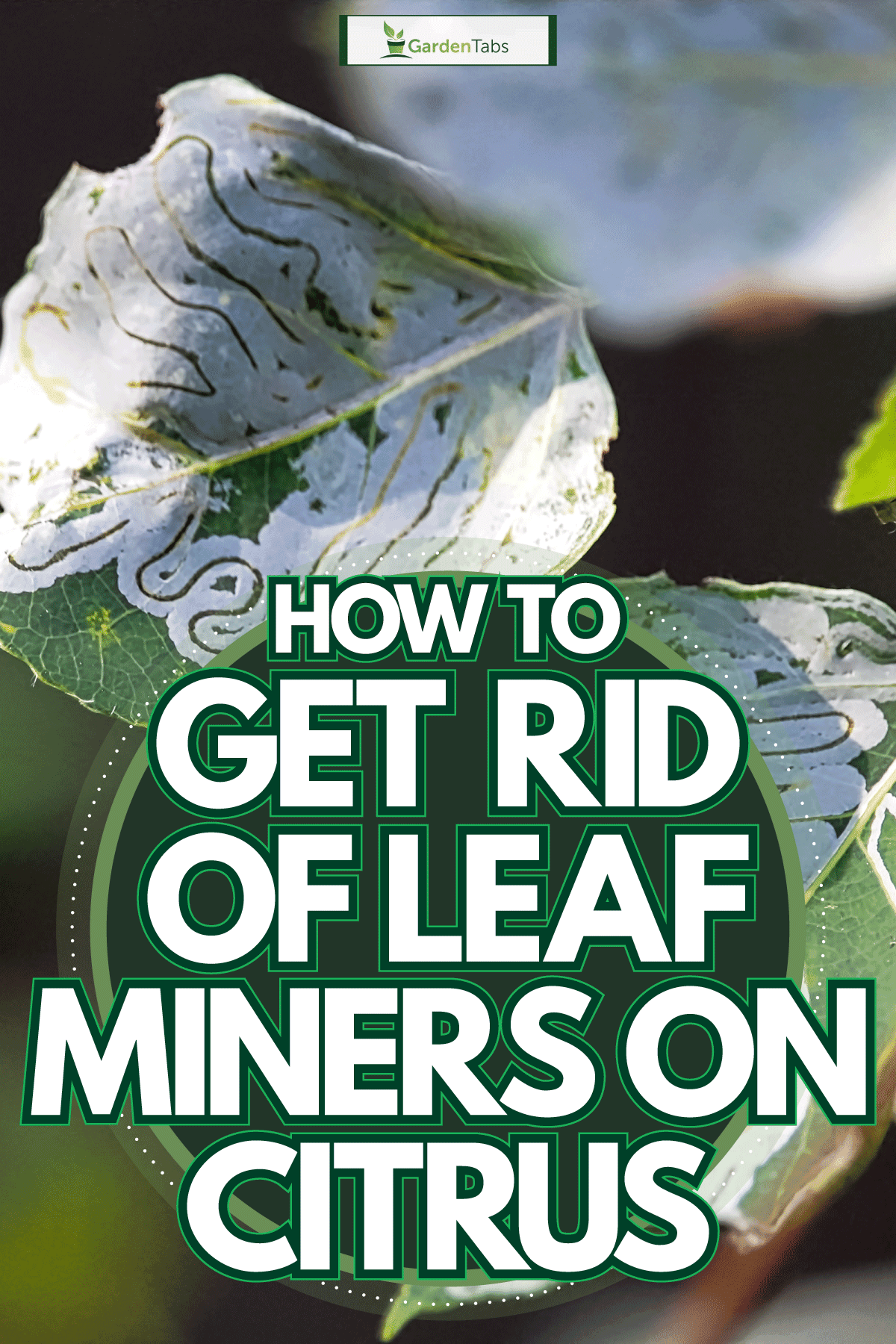 Leaf miners at a leaf photographed up close, How To Get Rid Of Leaf Miners On Citrus