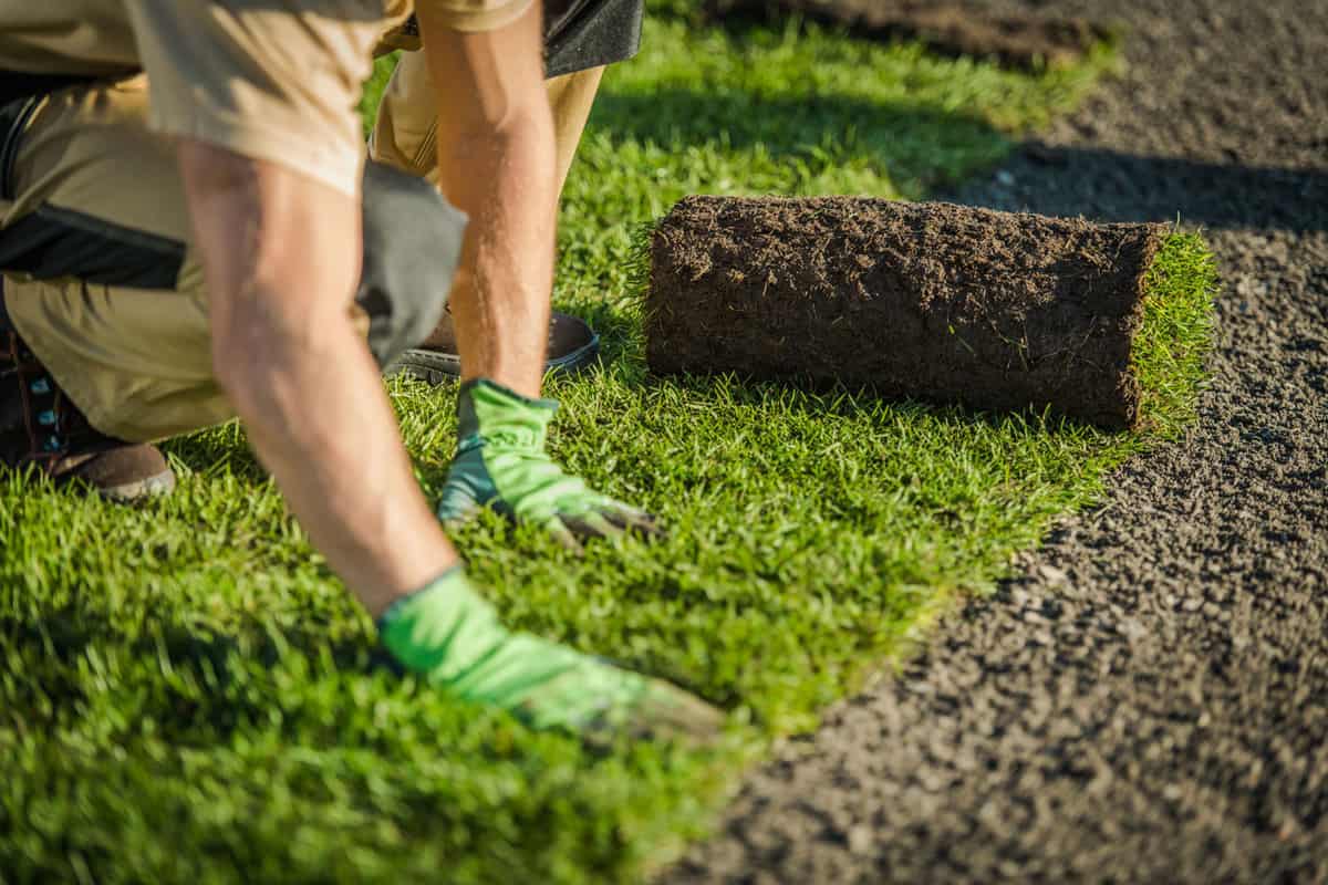 Landscaper laying out a roll of Bermuda grass