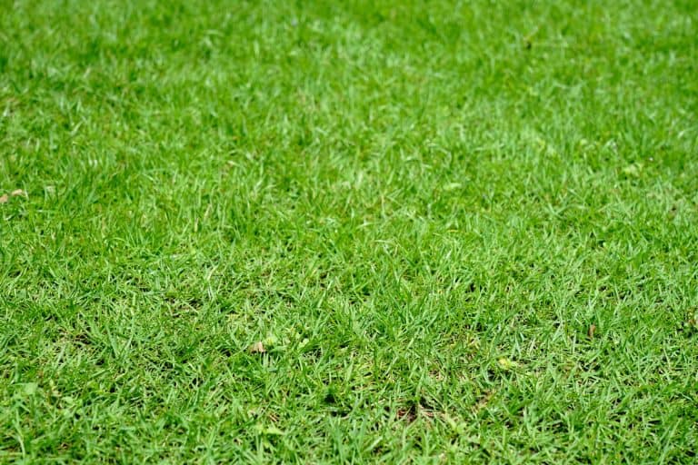 Lawn, Agricultural Field, Front or Back Yard, Meadow, Grounds, How To Make Bermuda Grass Dark Green [5 Helpful Tips]