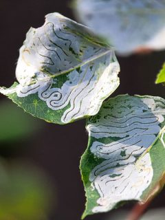 Leaf miners at a leaf photographed up close, How To Get Rid Of Leaf Miners On Citrus
