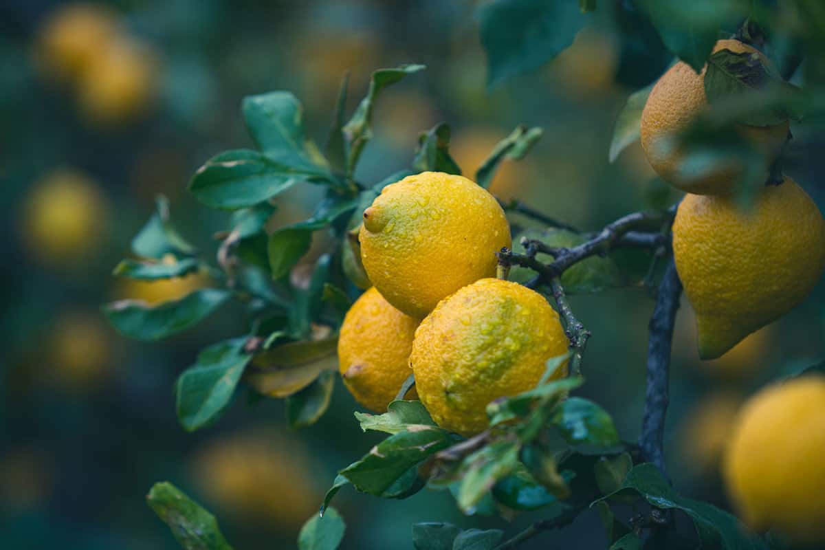 Lemons photographed up close during a rain
