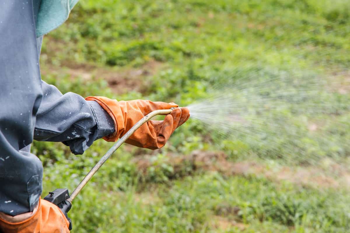 Man is spraying herbicide in farm that has many weed