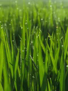 Moist grass at a golf course, How To Get Grass To Stand Up Straight