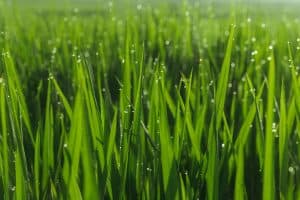 Moist grass at a golf course, How To Get Grass To Stand Up Straight