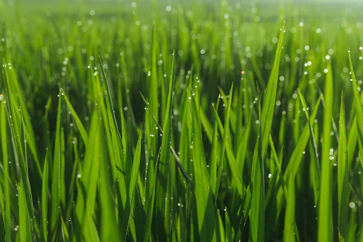 Moist grass at a golf course