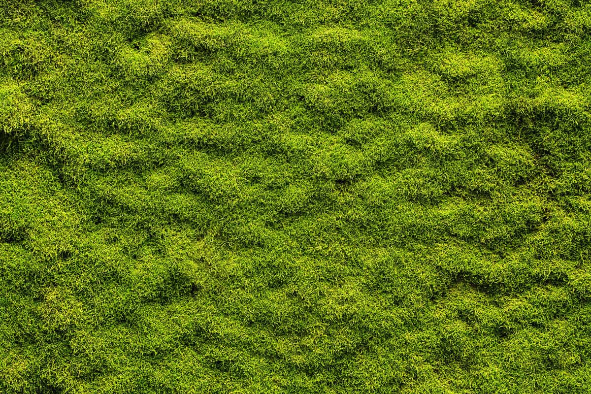 Peat moss spreading at the garden floor