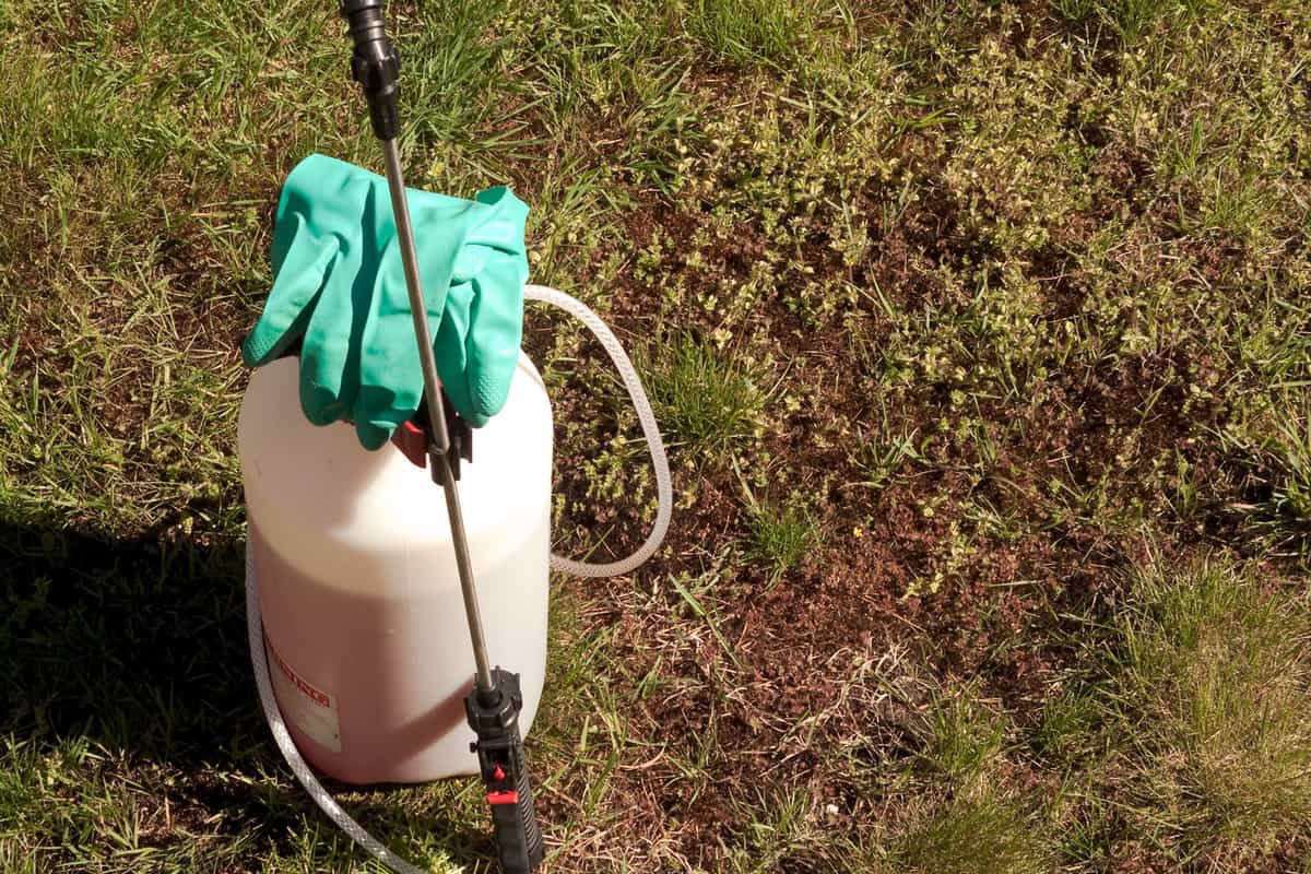 Pump sprayer and protective gloves ready to kill weeds in the lawn