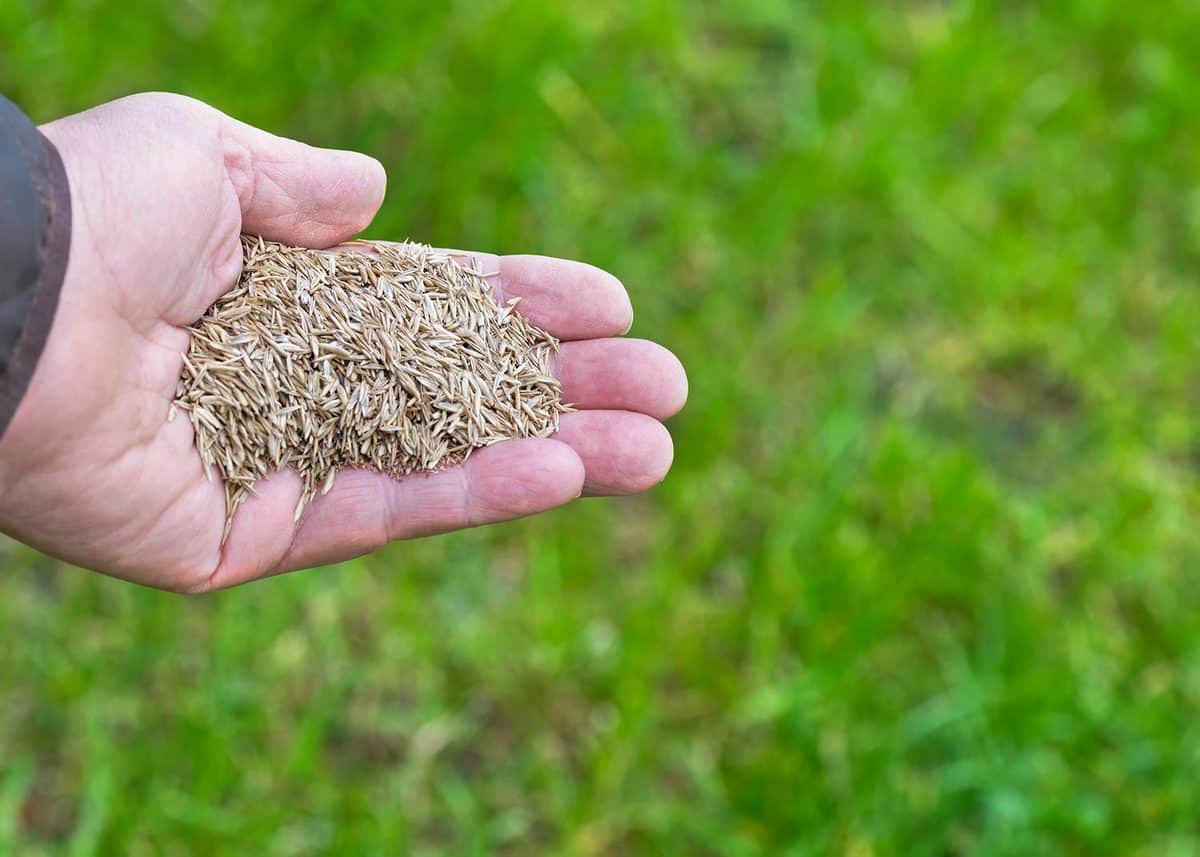 Repairing a lawn with grass seed female hand holding grass-seed