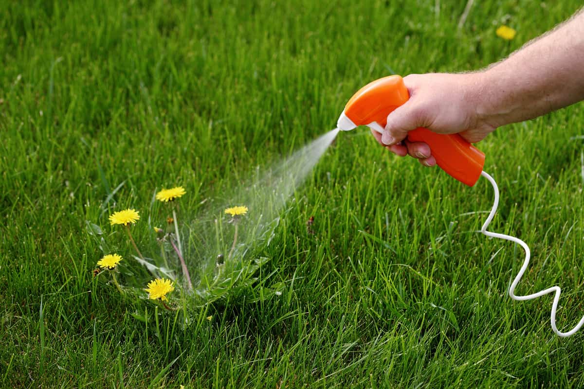 Spraying poison on dandelion in the lawn