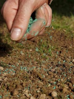 Spreading a grass seed in spring by hand for the perfect lawn, Compost Or Topsoil For Overseeding? [Which Is Best?]