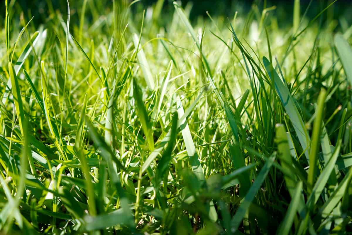 Up close photo of grass at an unmowed lawn