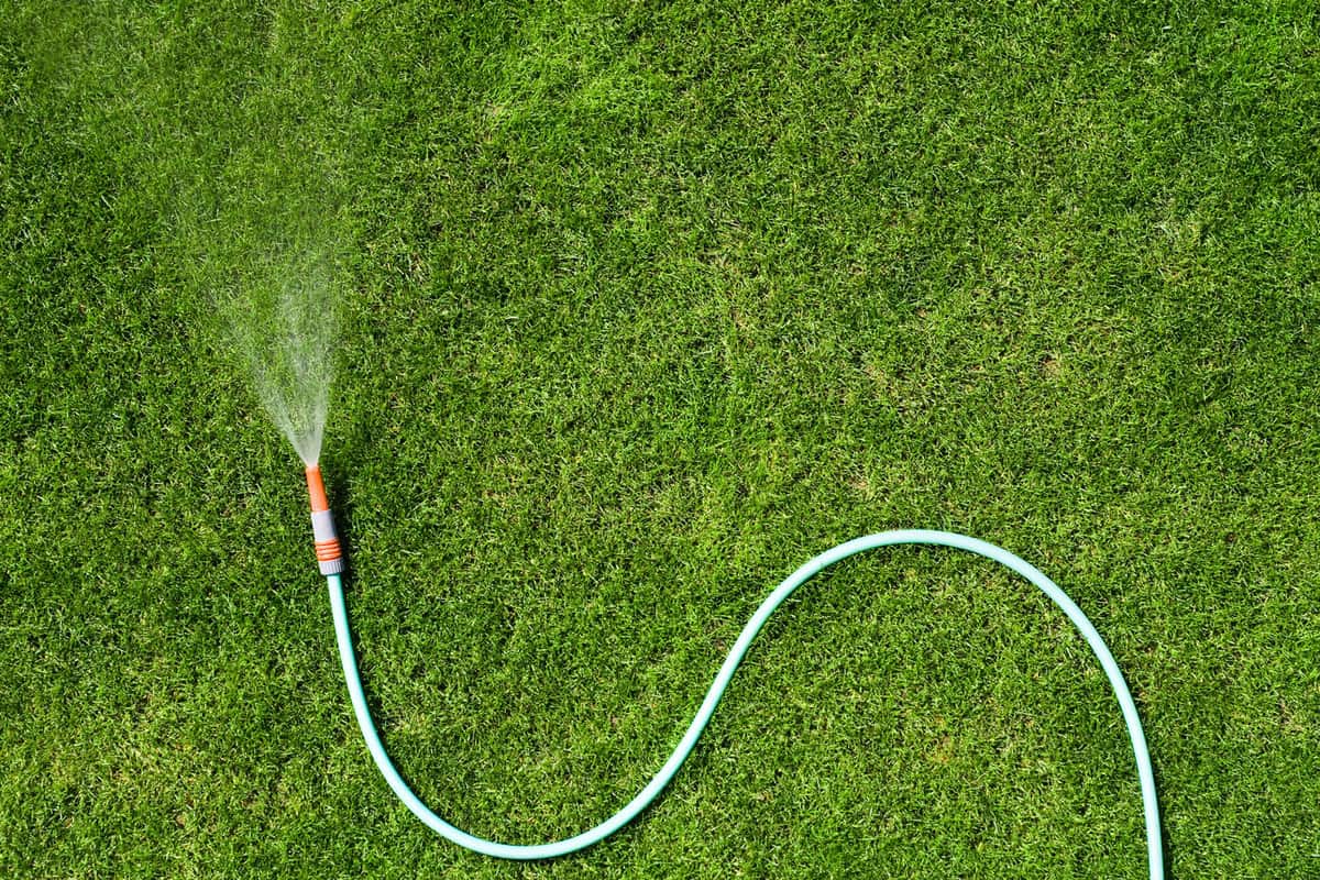 Watering the garden lawn