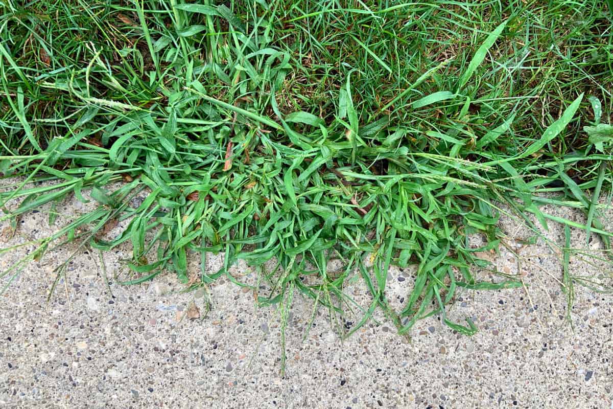 Weed spreading to the side of a road
