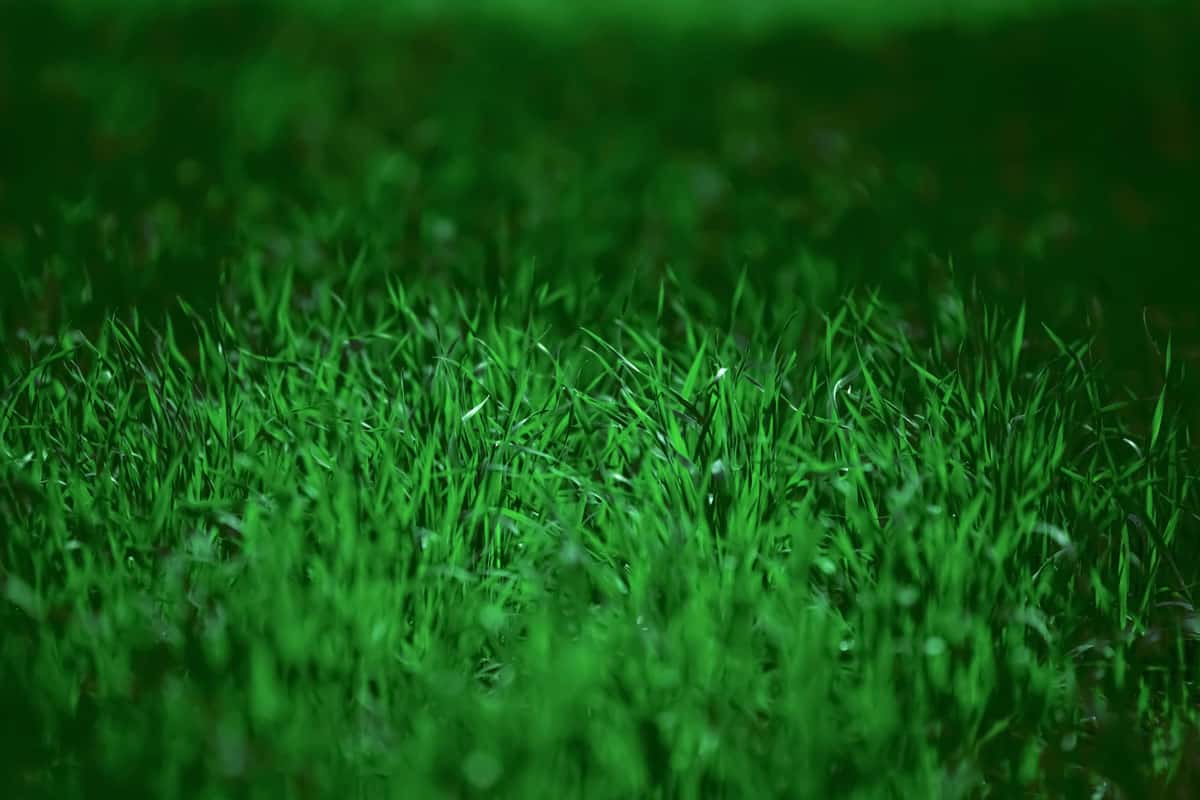 plain green grass