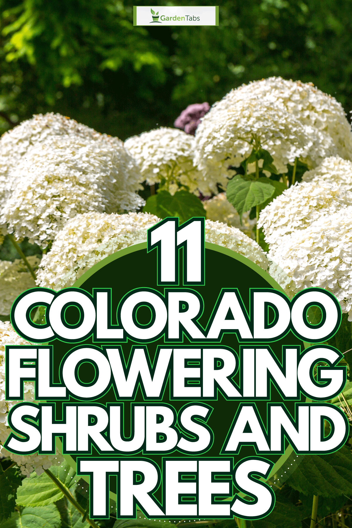 Gorgeous white Annual Hydrangeas at the garden, 11 Colorado Flowering Shrubs And Trees