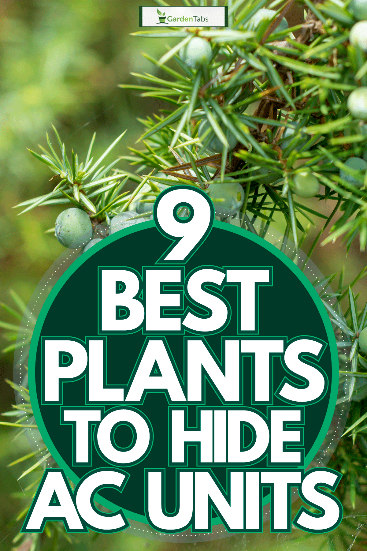 Common Juniper bearing fruits, 9 Best Plants To Hide AC Units