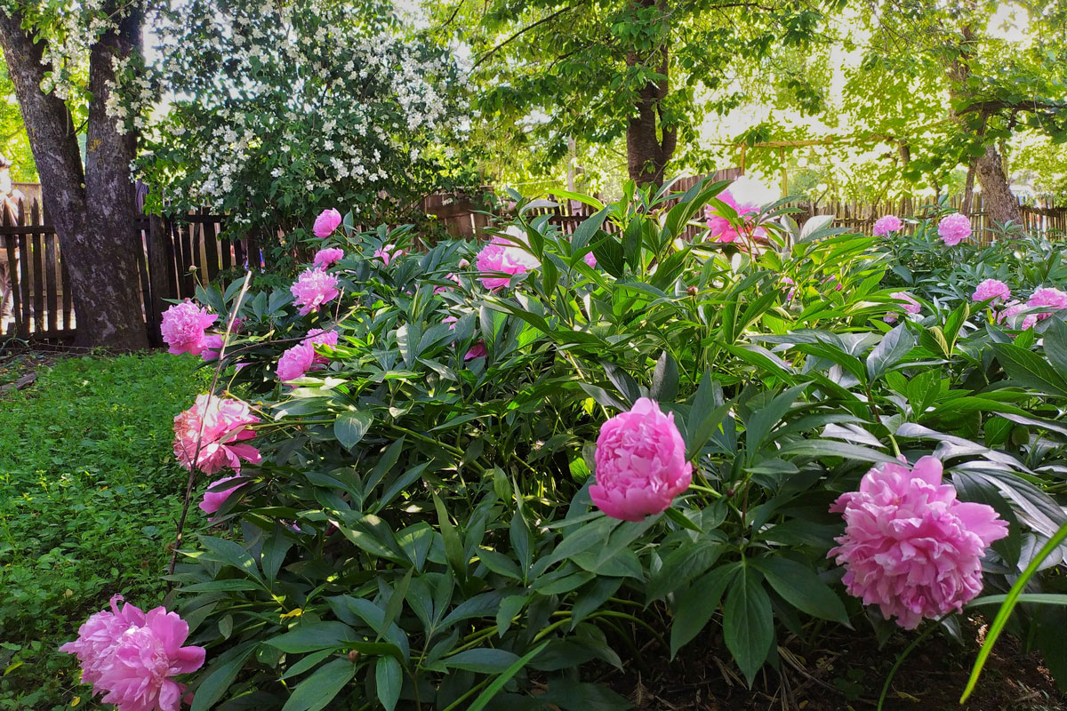 A beautiful blooming peony bush with pink flowers in the garden in spring or summer season