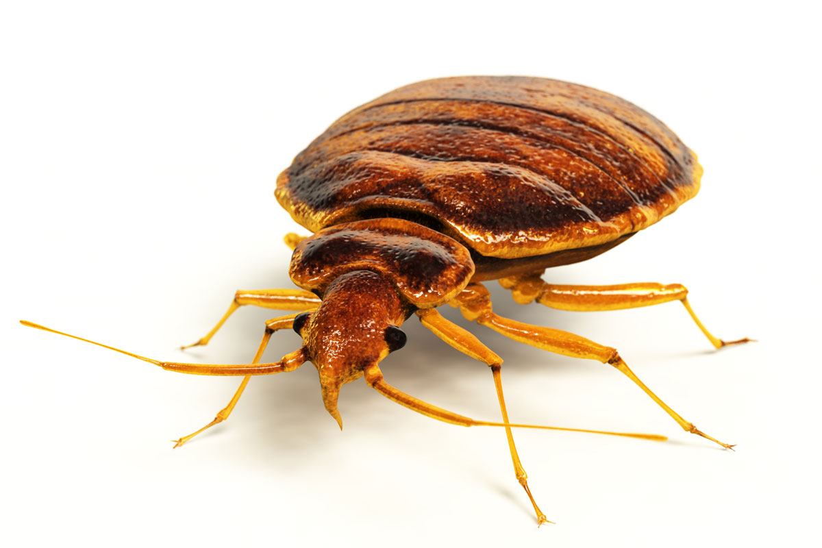 A bedbug photographed up close