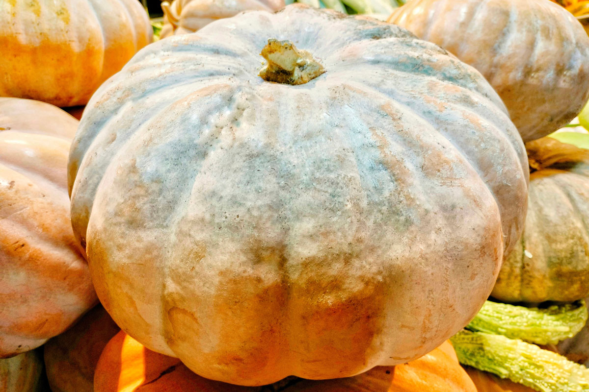 A big pumpkin for winter kept ready for sale