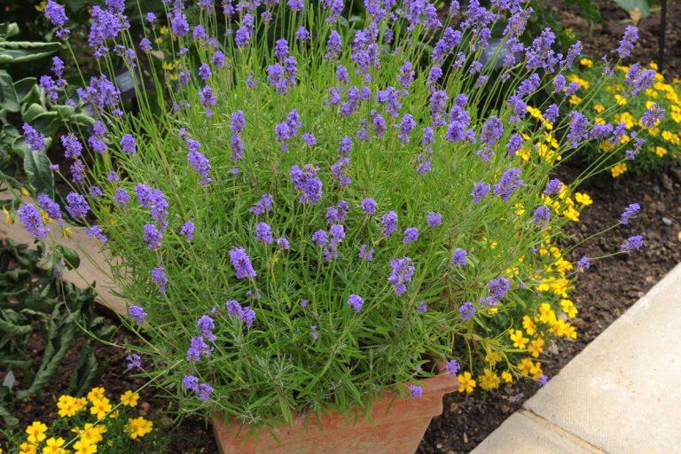 A big terracotta plant with gorgeous blooming lavender, 11 Compact Or Dwarf Flowering Shrubs You Can Plant In A Pot