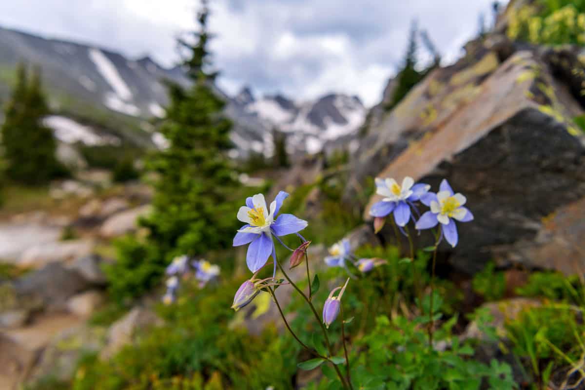 A bunch of wild Colorado Blue Columbine blooming at side of Isabelle Glacier Trail in Indian Peaks Wilderness