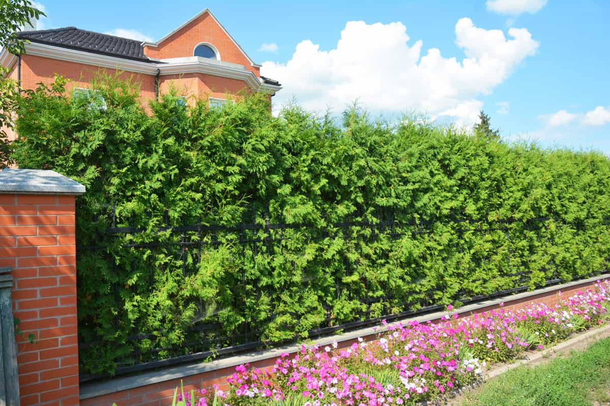 A fence covered with gorgeous boxwood with brick fences to cover a huge mansion at the back