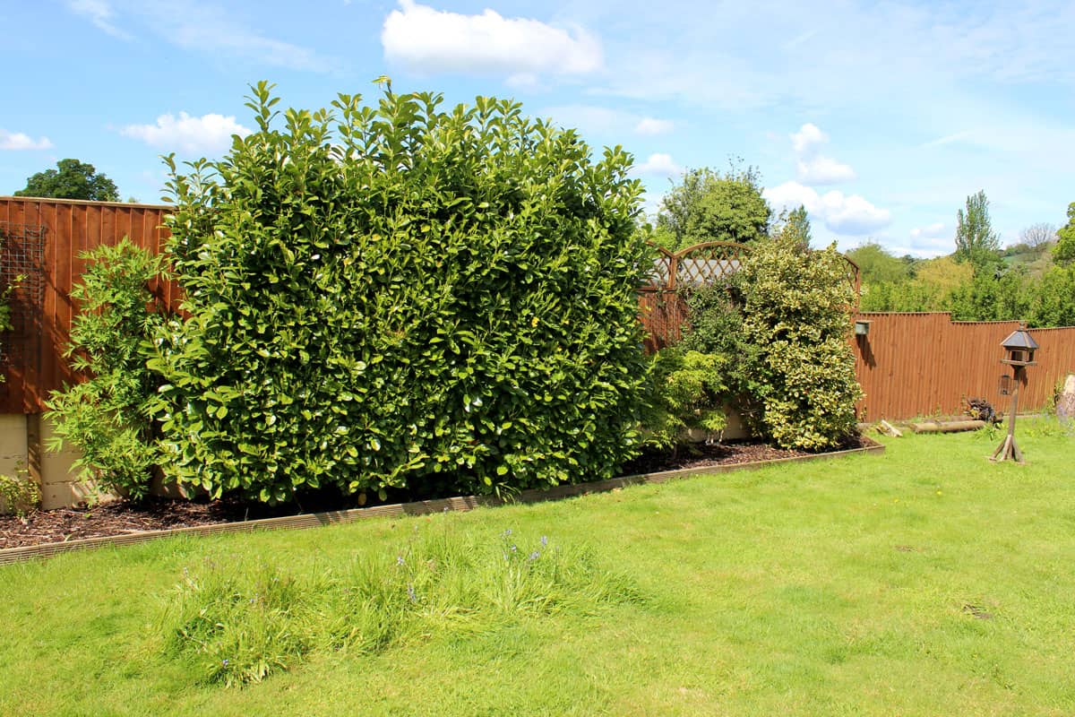 A huge Laurel tree planted near the fence