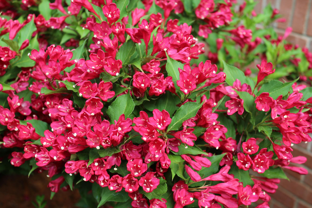 A huge bunch of red prince weigela at the garden