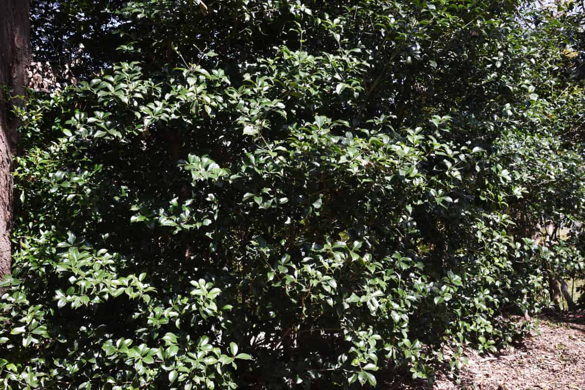 A huge bush of False Holly