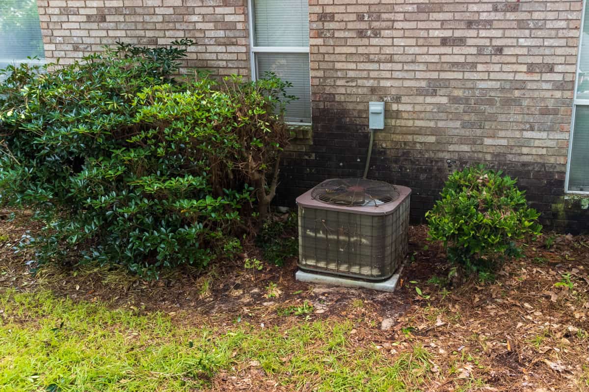 A old and dirty air conditioning unit covered with American Arborvitae
